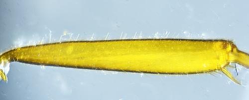 Réf. 311 437 : Lasius sp.